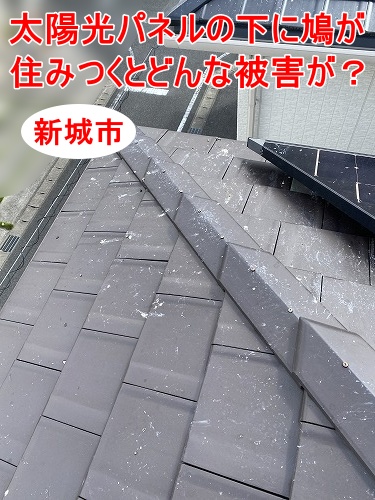 太陽光パネル　フン被害　鳥の巣